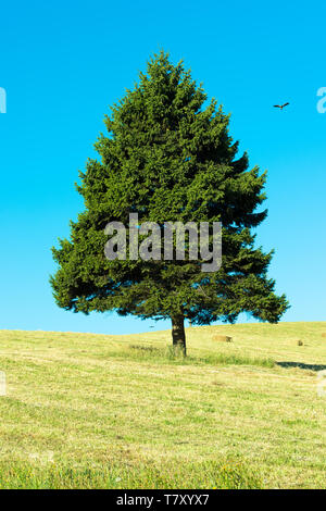 Unico a forma di triangolo tree sul campo contro un cielo blu, X Regione de Los Lagos, Cile Foto Stock