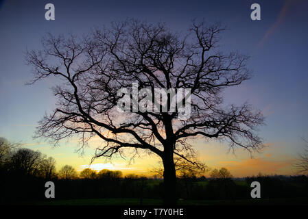 Tramonto in inverno con una quercia in primo piano (Nord Mayenne, Paese della Loira, Francia). Foto Stock