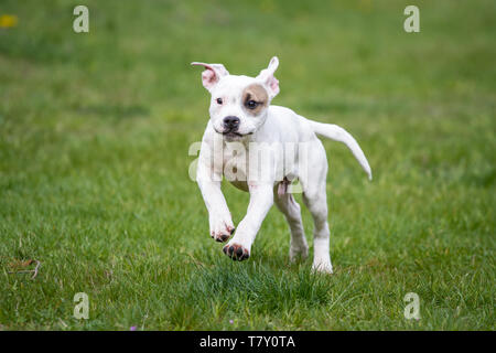 Bianco American Pit Bull Terrier cucciolo con occhio patch in esecuzione su un prato Foto Stock