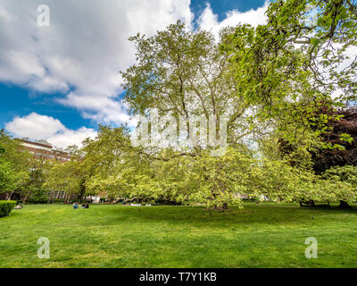 Il Brunswick piano (platanus acerifolia x) è uno degli originali alberi piantati in Brunswick Square, Camden, dal Victorians. Foto Stock