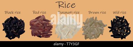 Set di riso. Nero, rosso, basmati, marrone, Wild. Vectric 3d'illustrazione, riso close-up. Illustrazione Vettoriale