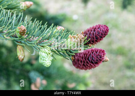 Lutz Abete rosso Picea x lutzii, molla coni freschi Foto Stock