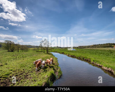 Vacche Bovini in Vejle River Valley, Danimarca Foto Stock