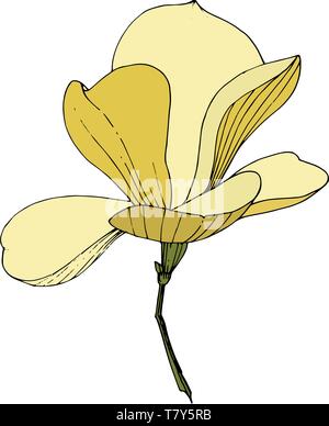 Vettore foral di Magnolia fiori botanica. Giallo inchiostro inciso art. Isolato magnolia illustrazione elemento. Illustrazione Vettoriale