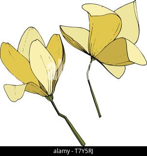 Vettore foral di Magnolia fiori botanica. Giallo inchiostro inciso art. Isolato magnolia illustrazione elemento. Illustrazione Vettoriale