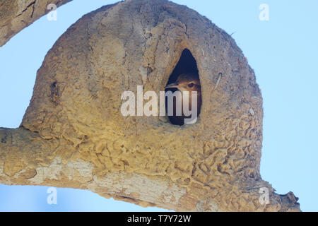 Rufous Hornero (Furnarius rufus) noto anche come Red Ovenbird nel 'forno' nido del Pantanal, Brasile Foto Stock