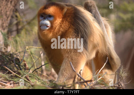 Golden maschio rampognare-annusò scimmia (Rhinopithecus roxellana) pattugliano il suo territorio nelle montagne cinese Foto Stock