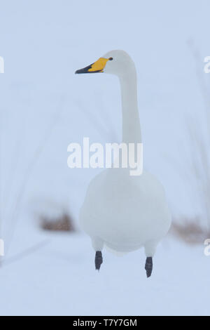 Whooper Swan (Cygnus cygnus) in inverno la neve dell'Isola Hokkaido, Giappone. Foto Stock