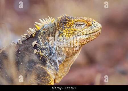 Close-up di una terra Galapagos Iguana (Conolophus subcristatus) su North Seymour Island e le isole Galapagos Foto Stock