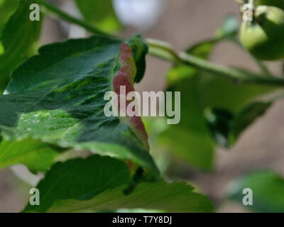 Podosphaera leucotricha infezione su foglie di Apple Foto Stock