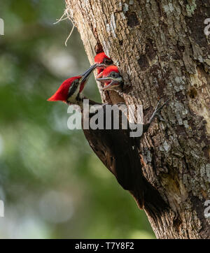 Picchio Pileated Foto Stock