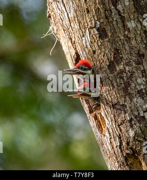 Picchio Pileated Foto Stock