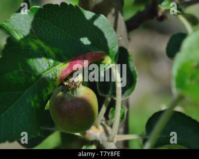 Podosphaera leucotricha infezione su foglie di Apple Foto Stock