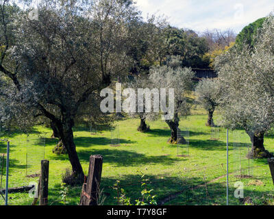 Ulivi nella Sierra de Aracena, provincia di Heulva, Andalusia, Spagna Foto Stock