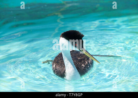 Un Western svasso nuoto in acque chiare. Nomi popolari includono dabchick, swan svasso e swan-svasso collo. Foto Stock