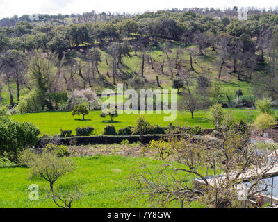 Ulivi nella Sierra de Aracena, provincia di Heulva, Andalusia, Spagna Foto Stock