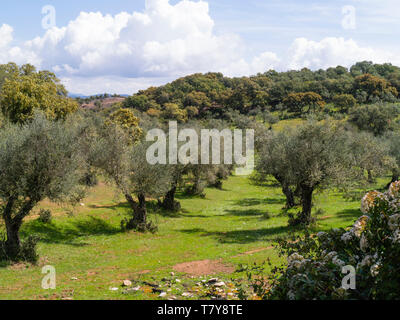 Ulivi nella Sierra de Aracena, provincia di Heulva, Andalusia, Spagna Foto Stock