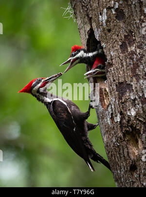 Picchio Pileated Foto Stock