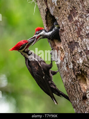 Picchio Pileated Foto Stock