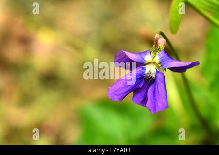 Close up di comune blue violet (Viola sororia) Foto Stock