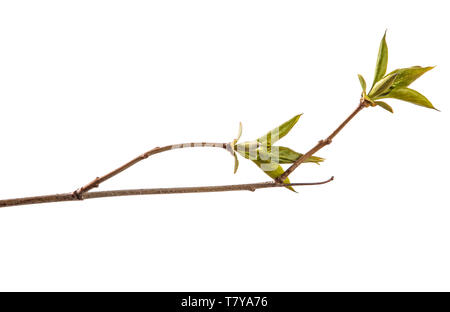 Il ramo di lillà bush con giovani foglie verdi isolati su bianco Foto Stock