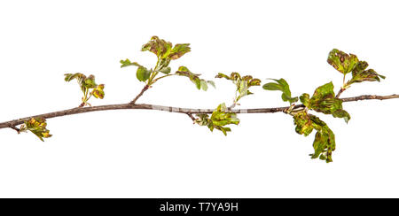 Ribes filiale di bush con le foglie colpite dalla malattia. isolato su bianco Foto Stock