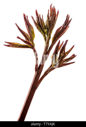 I germogli giovani peonia fiori isolati su bianco Foto Stock