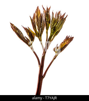 I germogli giovani peonia fiori isolati su bianco Foto Stock