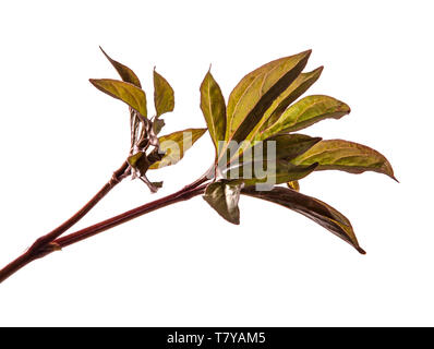 I germogli giovani peonia fiori isolati su bianco Foto Stock