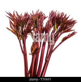 I germogli giovani peonia fiori isolati su bianco Foto Stock