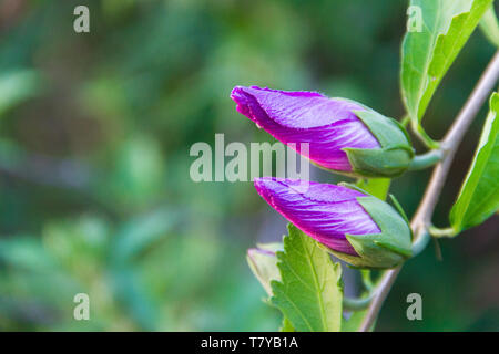Hibiscus syriacus bud sul fuori fuoco sfondo Foto Stock