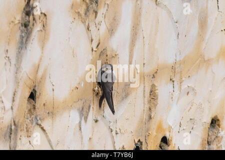 Sabbia martin (Riparia Riparia) bird in corrispondenza del suo foro di nido in un artificiale banca di nidificazione o parete, Blashford laghi riserva naturale in Hampshire, Regno Unito Foto Stock