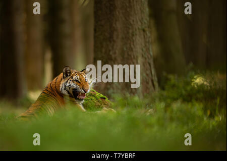 Roaring tiger in estate foresta. Giacente tiger che mostra i suoi denti. Pericoloso anmial closup da visualizzare. Foto Stock