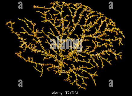 Vista microscopico dei neuroni. Regione del cervello, lobo ottica, drosophila melanogaster neurone. Connessioni e comunicazione e stimolazione cerebrale Foto Stock