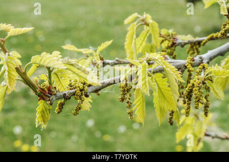 Foglie nuove fresche, Quercus x deamii catkins Foto Stock