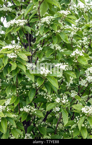 Infiorescenza bianco, foglie di frassino di montagna , Sorbus alnifolia "Uccello Rosso" Foto Stock