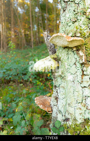 Funghi piani crescono fuori del tronco di albero nella foresta di autunno Foto Stock