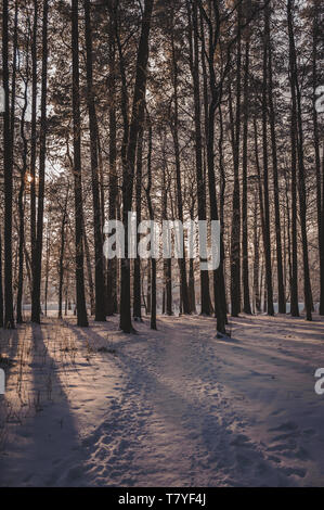 Tramonto in legno tra gli alberi ceppi nel periodo invernale. Parco congelati in inverno sotto la neve. La lettonia. Mar baltico. Foto Stock