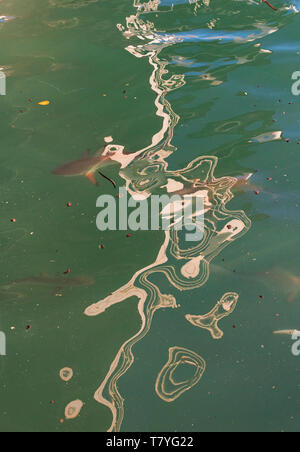 Un piccolo squalo in Isole Galapagos con riflessi scintillanti in acque dell'arcipelago Foto Stock