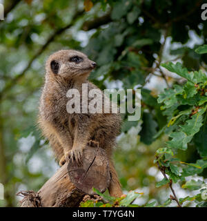 Un Meerkat mantenendo watch Foto Stock