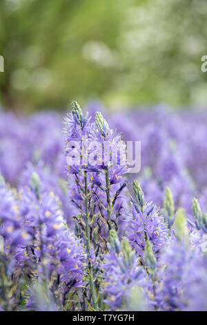 Camassia leichtlinii subsp. suksdorfii caerulea gruppo. Camas Quamash, giacinto selvatico fiori Foto Stock