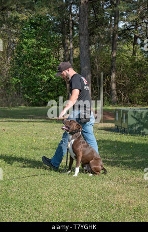 Rivoluzione canina dog trainer lavora con un cane. Summerville, Carolina del Sud. Foto Stock