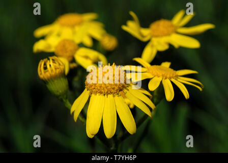 Giallo margherite nel giardino di primavera su sfondo verde Foto Stock