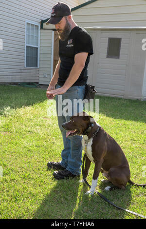 Rivoluzione canina dog trainer lavora con un cane. Summerville, Carolina del Sud. Foto Stock
