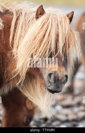 Adorabili pony Shetland fotografato nelle isole Shetland, al nord della Scozia, Regno Unito. Foto Stock