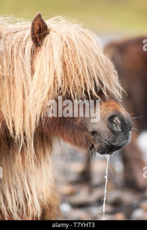 Adorabili pony Shetland fotografato nelle isole Shetland, al nord della Scozia, Regno Unito. Foto Stock