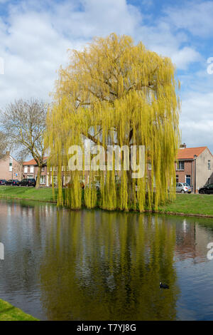 CULEMBORG, MOLENWEG, Paesi Bassi - 27 Marzo 2019: Babilonia willow o salice piangente - Salix babylonica - in primavera lungo un canale. Foto Stock