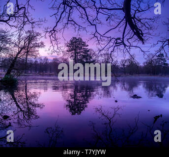 Dunham Massey, Cheshire. In Inghilterra. Appena prima che il sole è salito oltre il laghetto. Bella viola & blues riempito il cielo. Leggera foschia si muove sopra l'acqua Foto Stock