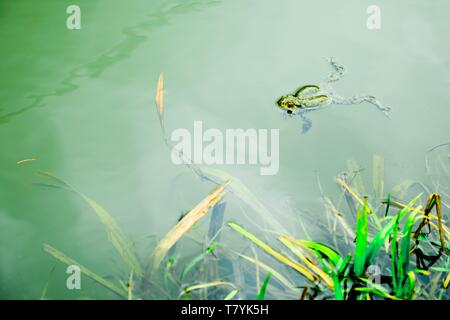 Rana in acqua - appoggiata su acqua sulla superficie - maledetto il principe Foto Stock