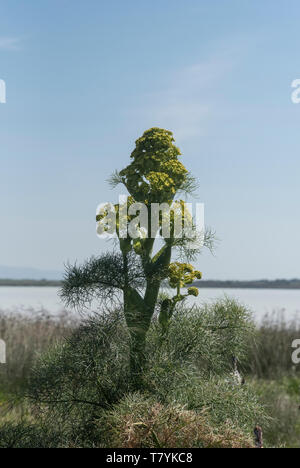 Fioritura di finocchio gigante (ferula communis) Foto Stock